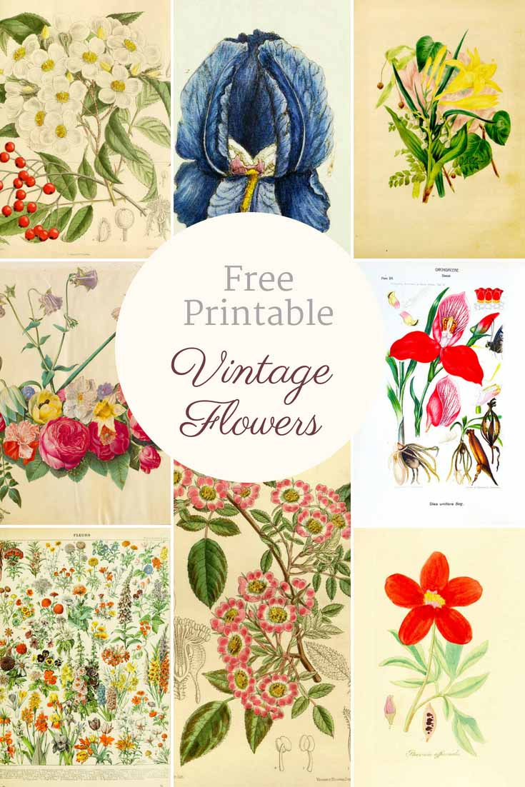 Beautiful Free Vintage Flower Pictures To Download - Picture Box Blue throughout Free Printable Pictures Of Flowers