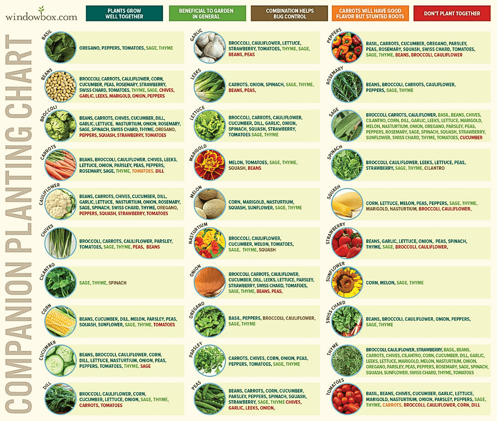 Collection Of Companion Planting Charts, Guides, And Pdfs – World pertaining to Free Printable Companion Planting Chart