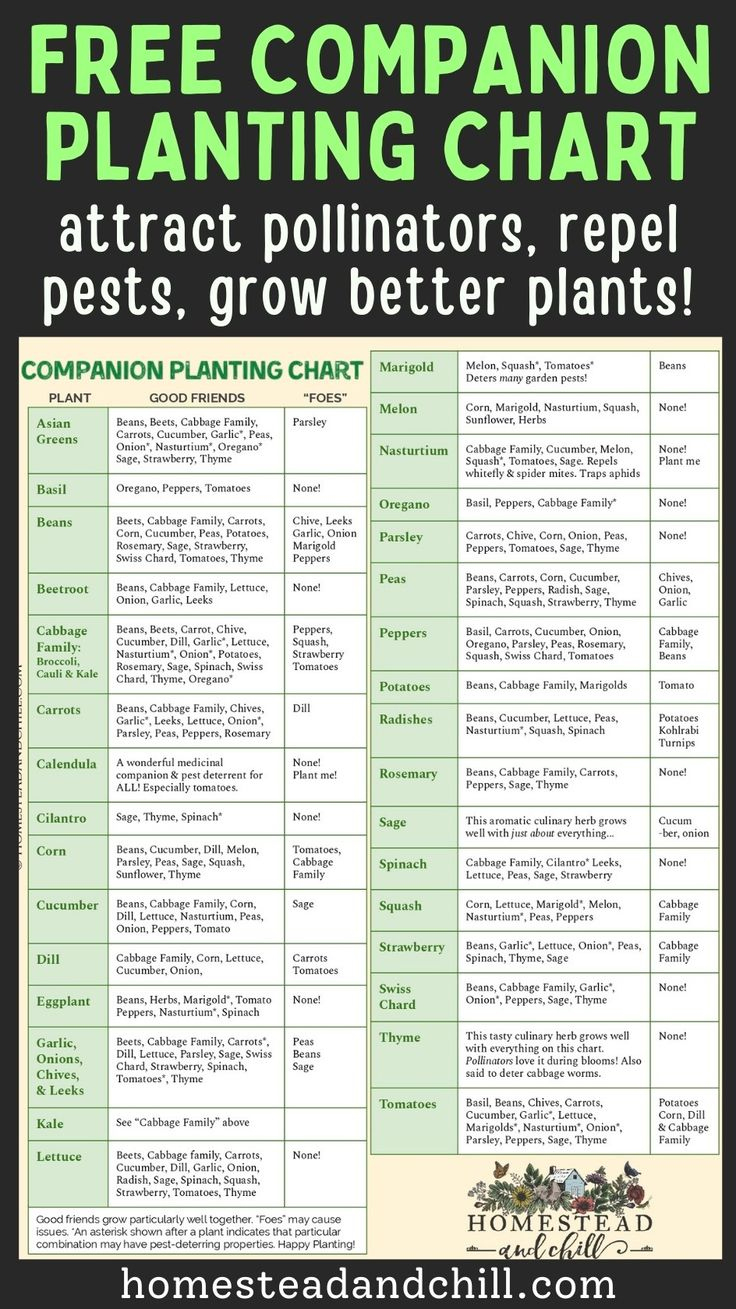 Companion Planting Chart | Free Printable Garden Companion throughout Free Printable Companion Planting Chart