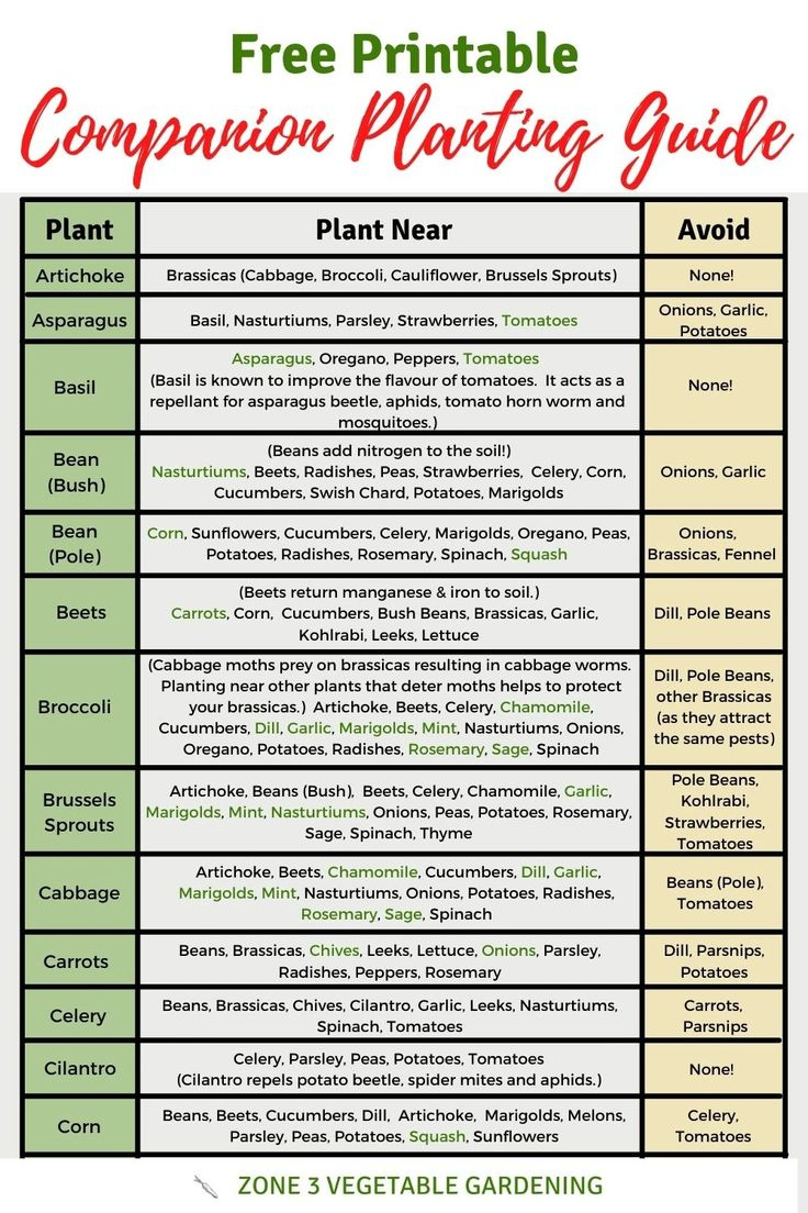 Free Printable Companion Planting Chart inside Free Printable Companion Planting Chart